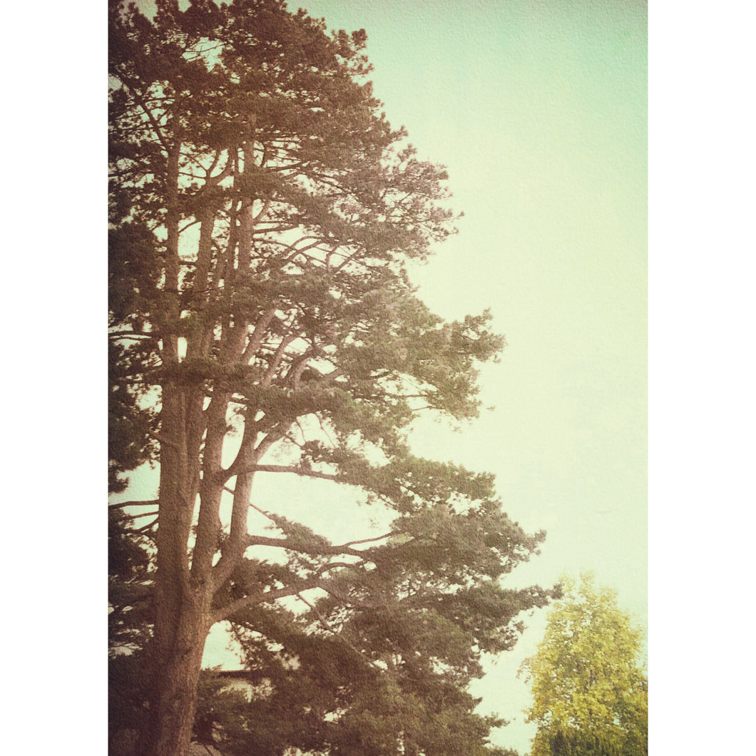 a black and white photo of a tree 