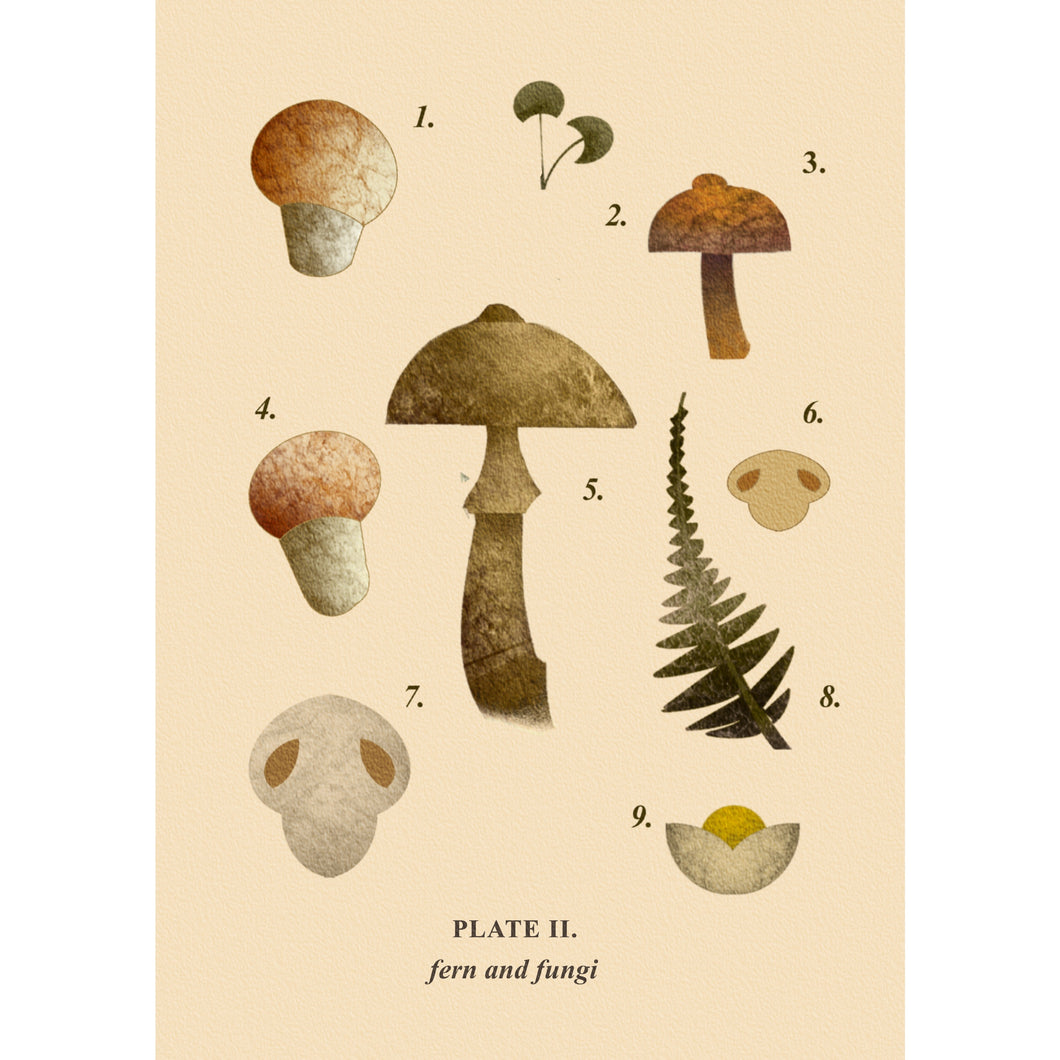 A108 FERN AND FUNGI TWO